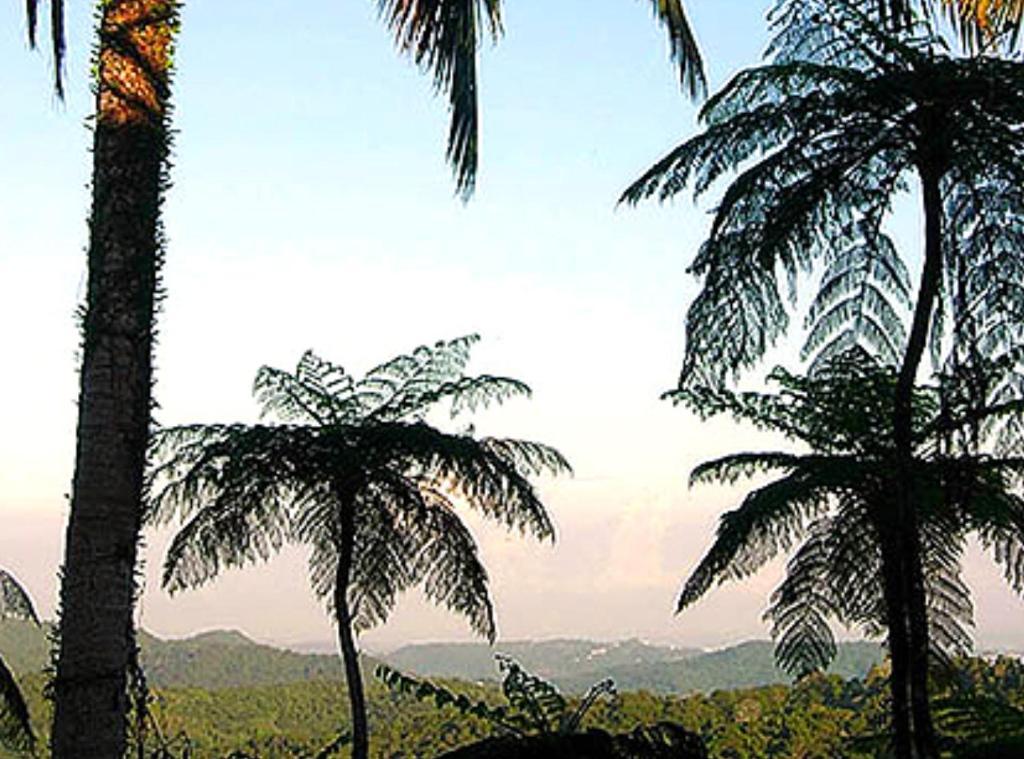 El Hotelito At The Rainforest Experience Farm Fajardo Zewnętrze zdjęcie